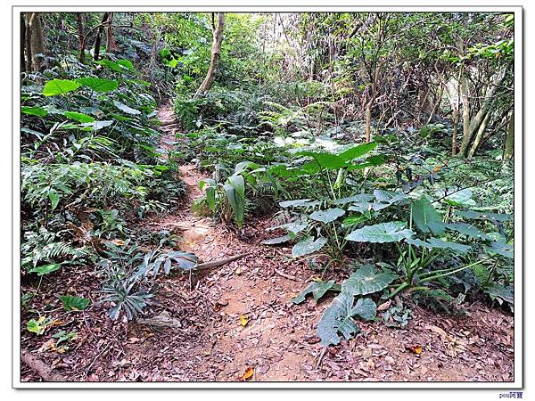 中和 南勢角山 五尖山