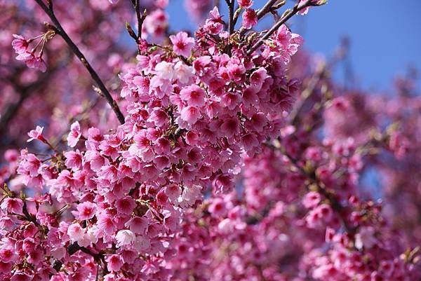 平菁街42巷櫻花