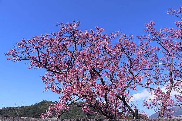 平菁街42巷櫻花