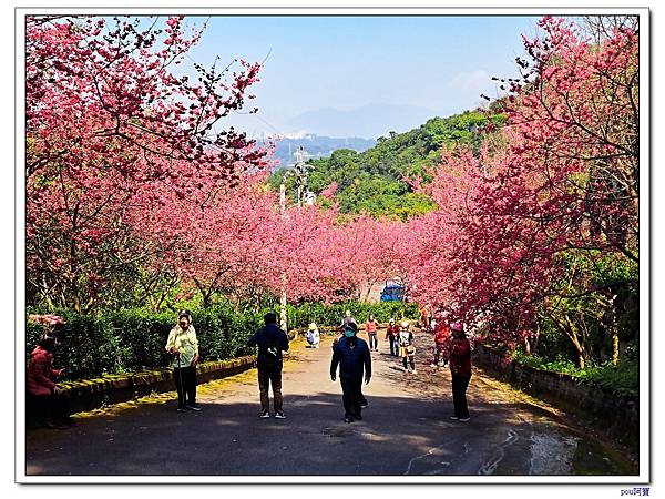 龜山 新朝嶺山 東嶺頂山 馬頭尖 元德寶宮櫻花 大湖頂山