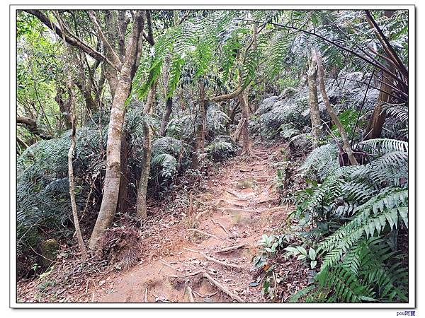 內湖 碧山 梅花山 梅花山北峰 大崙頭山