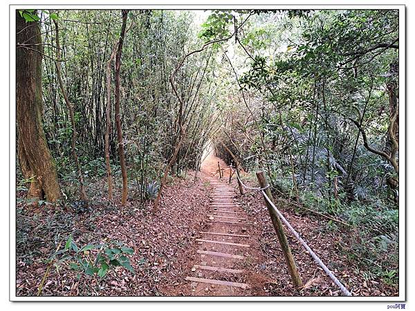 鶯歌 百年大榕樹 福源山 石雲禪寺 石灰坑山