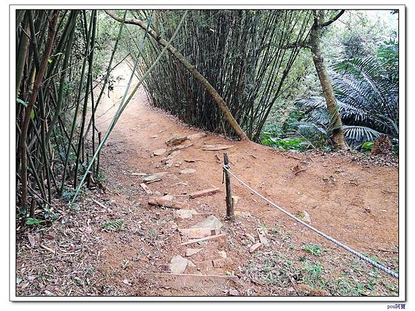 鶯歌 百年大榕樹 福源山 石雲禪寺 石灰坑山