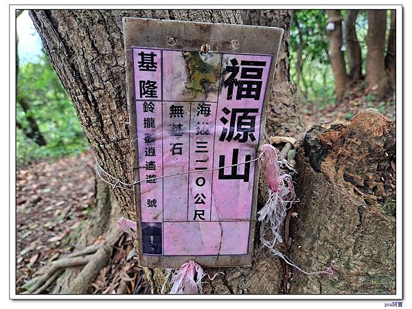 鶯歌 百年大榕樹 福源山 石雲禪寺 石灰坑山