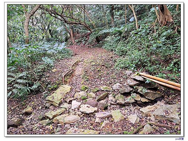 鶯歌 百年大榕樹 福源山 石雲禪寺 石灰坑山