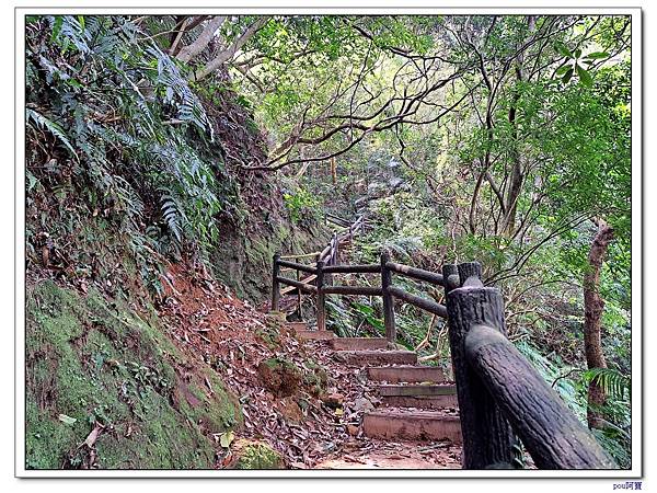 鶯歌 百年大榕樹 福源山 石雲禪寺 石灰坑山