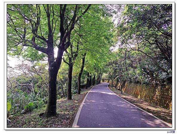 鶯歌 百年大榕樹 福源山 石雲禪寺 石灰坑山