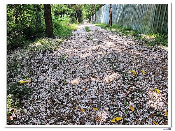 龜山 新嶺步道桐花 大湖頂山 大棟山