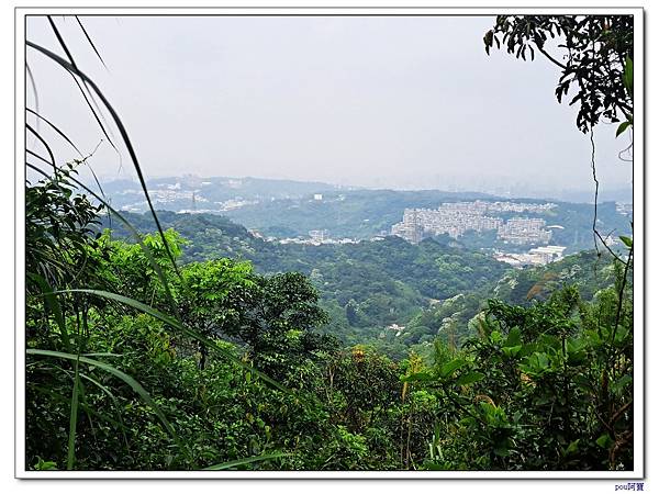 龜山 新嶺步道桐花 大湖頂山 大棟山