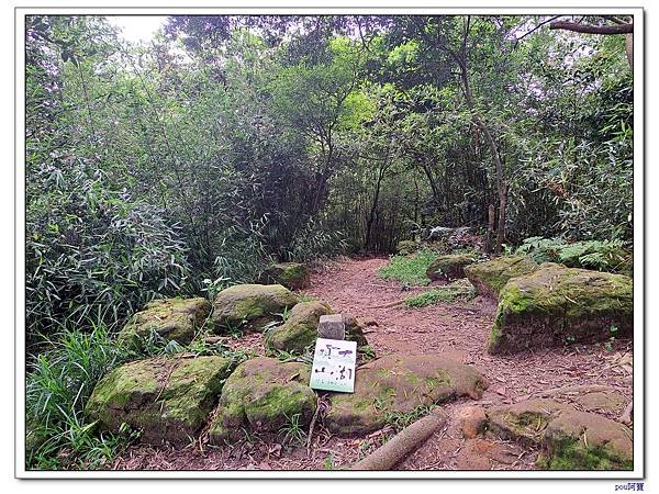 龜山 新嶺步道桐花 大湖頂山 大棟山