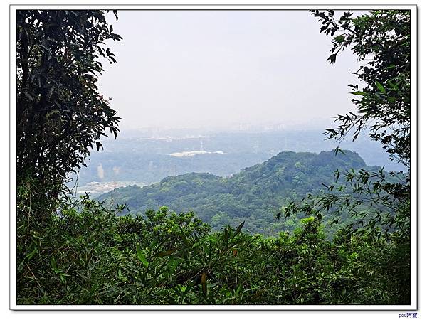 龜山 新嶺步道桐花 大湖頂山 大棟山