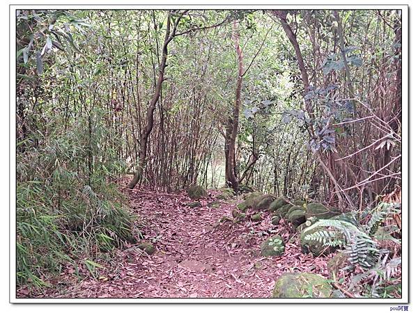 龜山 新嶺步道桐花 大湖頂山 大棟山