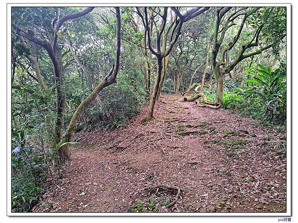 龜山 新嶺步道桐花 大湖頂山 大棟山