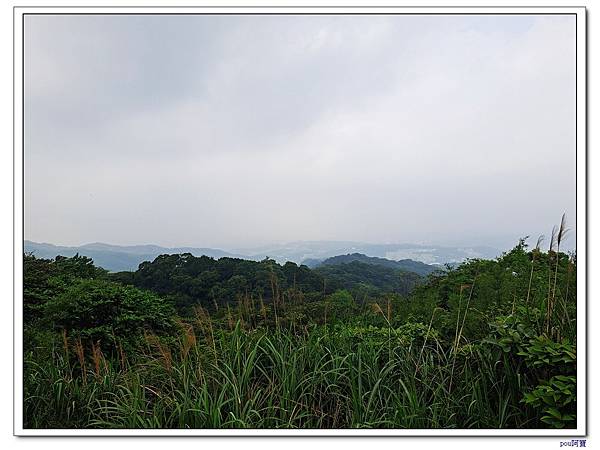 龜山 新嶺步道桐花 大湖頂山 大棟山