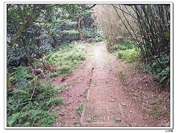 龜山 新嶺步道桐花 大湖頂山 大棟山