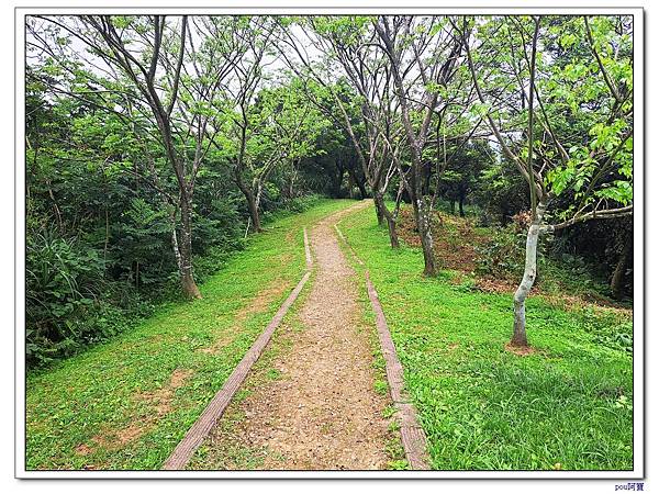 龜山 新嶺步道桐花 大湖頂山 大棟山