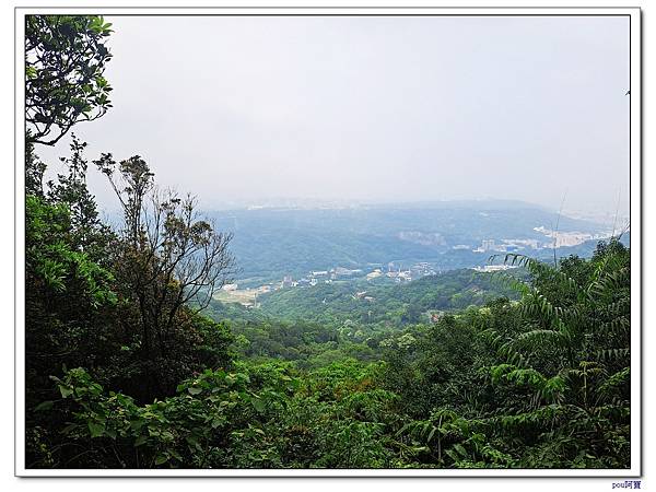 龜山 新嶺步道桐花 大湖頂山 大棟山