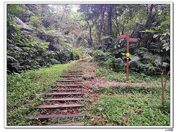 土城 大尖山 油桐花