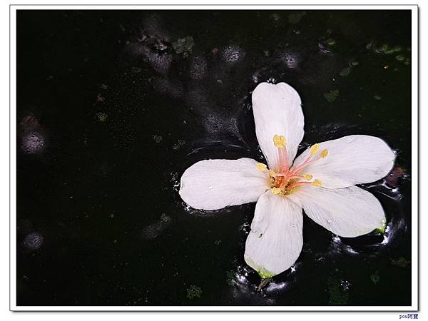 土城 大尖山 油桐花