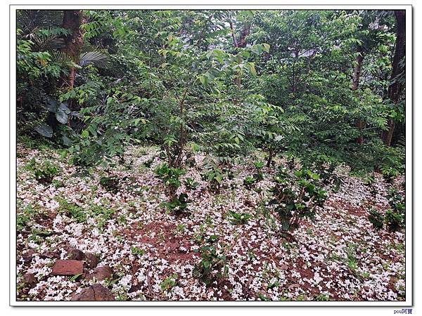 土城 大尖山 油桐花