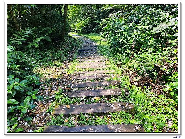 土城 大尖山 油桐花