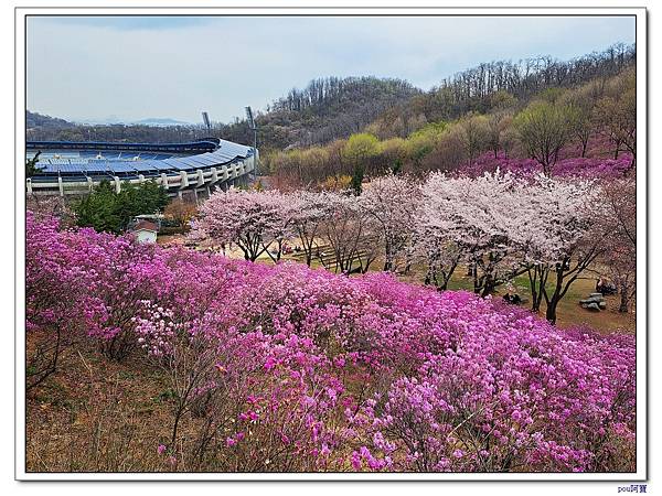 遠美⼭公園(賞櫻花、杜鵑花、迎春花)