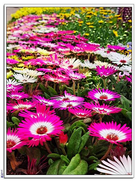 仁川⼤公園 仁荷⼤學 海德格之林 松⽉洞童話村