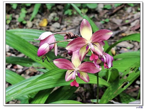 龜山 大湖頂山 大棟山 大青坑崙