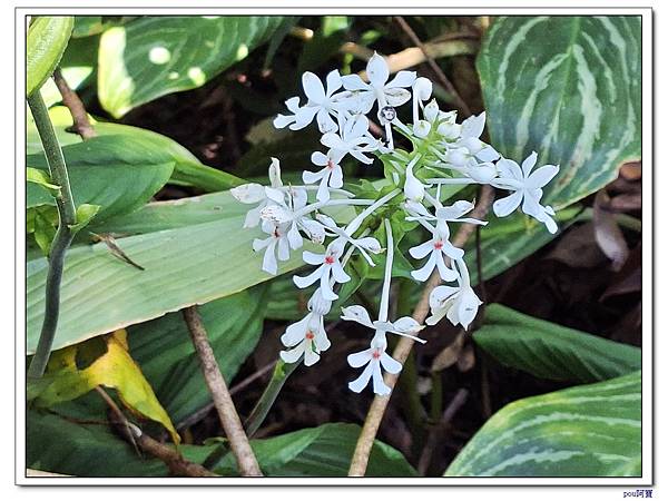 土城 文筆山 五城山