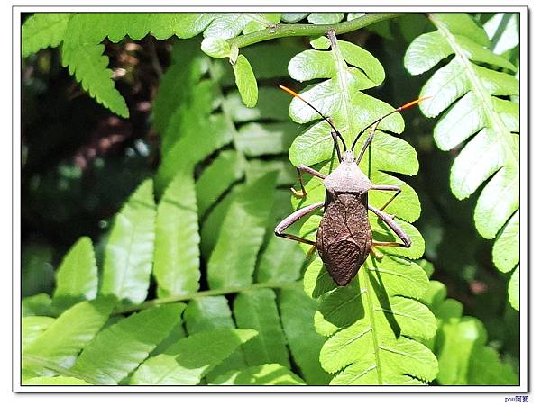 新店 銀河洞 待老坑山