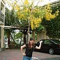 住宿外頭 開滿美麗黃色花朵的樹