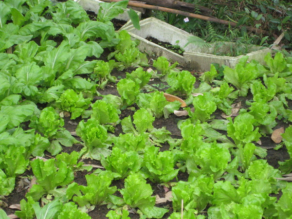 自家菜園