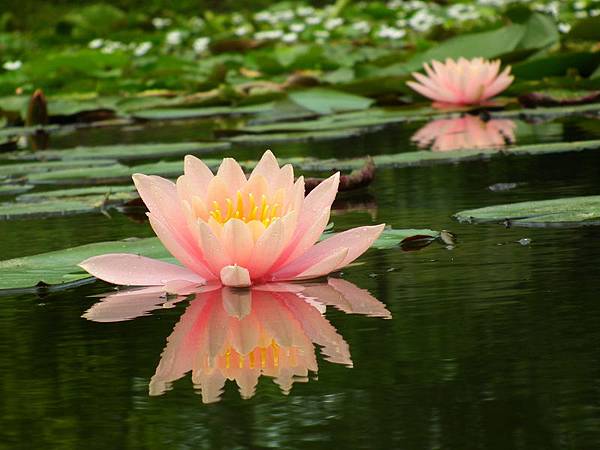 拈花惹草 拈花惹草