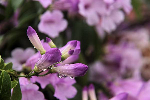 IMG_9781 IMG_9781
