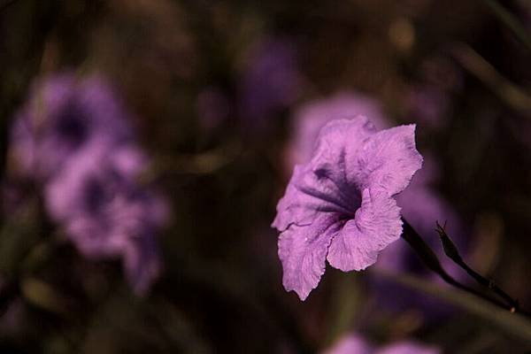 IMG_9734 IMG_9734
