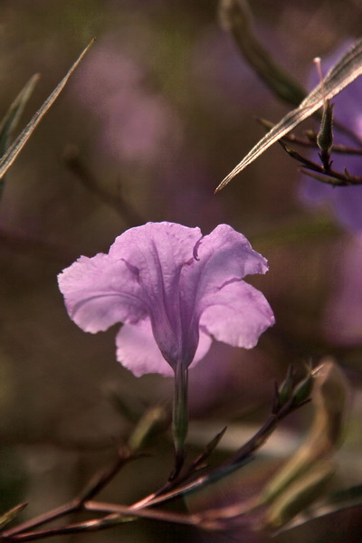 IMG_9756 IMG_9756