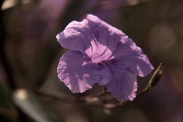 IMG_9753 IMG_9753