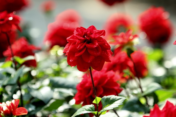 IMG_5584 IMG_5584