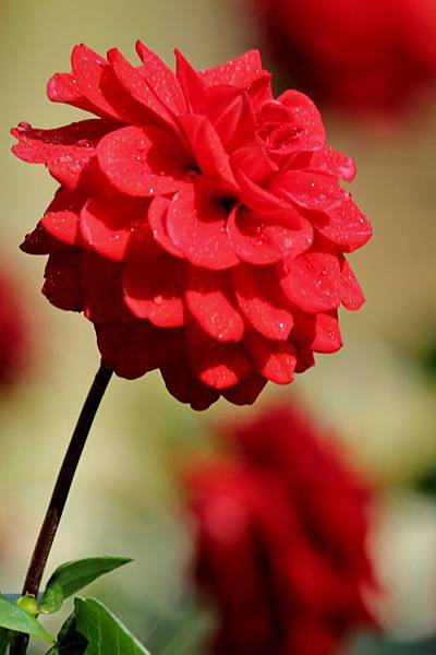IMG_5578 IMG_5578