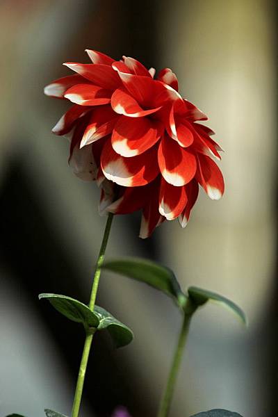 IMG_5544 IMG_5544