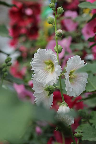 IMG_8257 IMG_8257