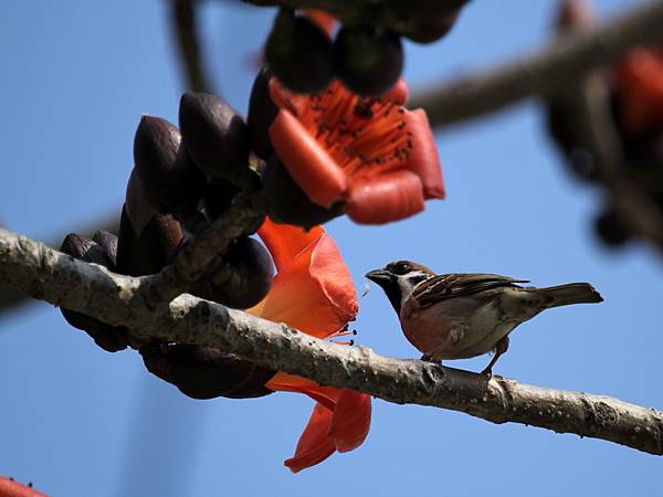 IMG_7656 IMG_7656