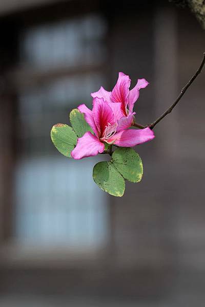 IMG_8218 IMG_8218