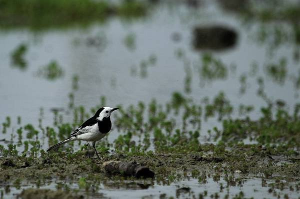 IMG_6966 IMG_6966