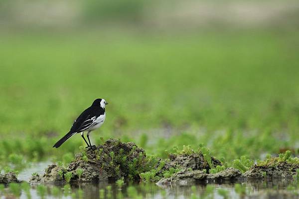 IMG_7050 IMG_7050