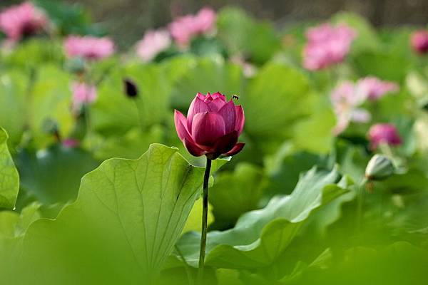 IMG_4990 IMG_4990