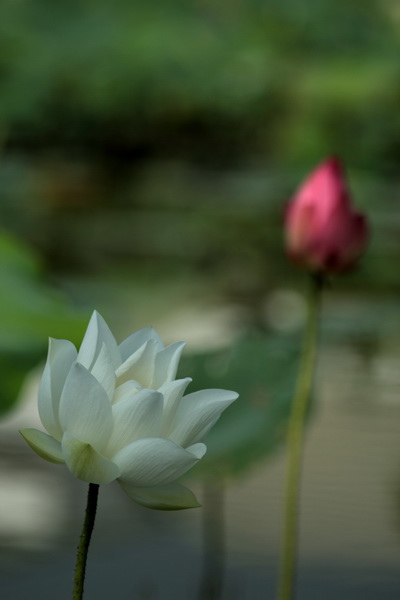 拈花惹草 拈花惹草