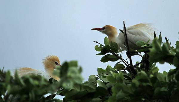 IMG_0138 IMG_0138
