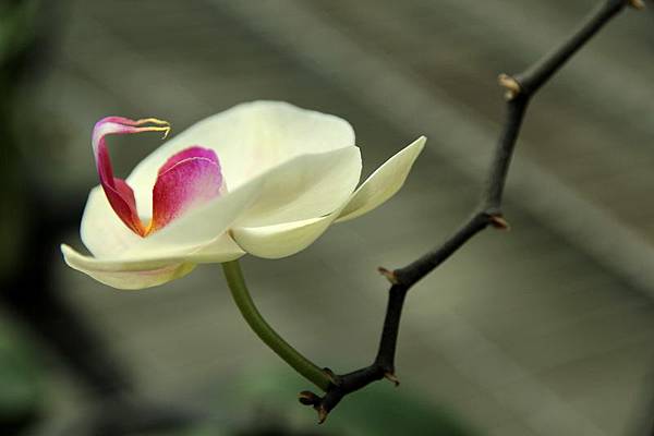 IMG_8963 IMG_8963