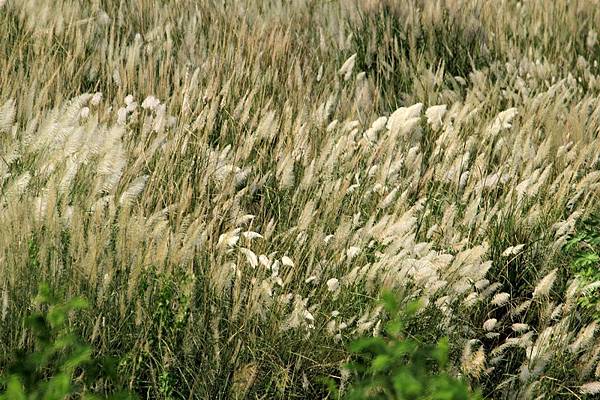IMG_5009 IMG_5009